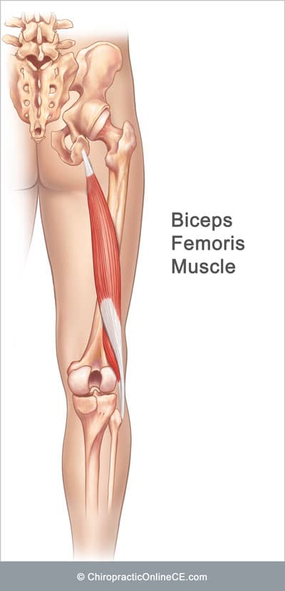 Bicep-Femoris